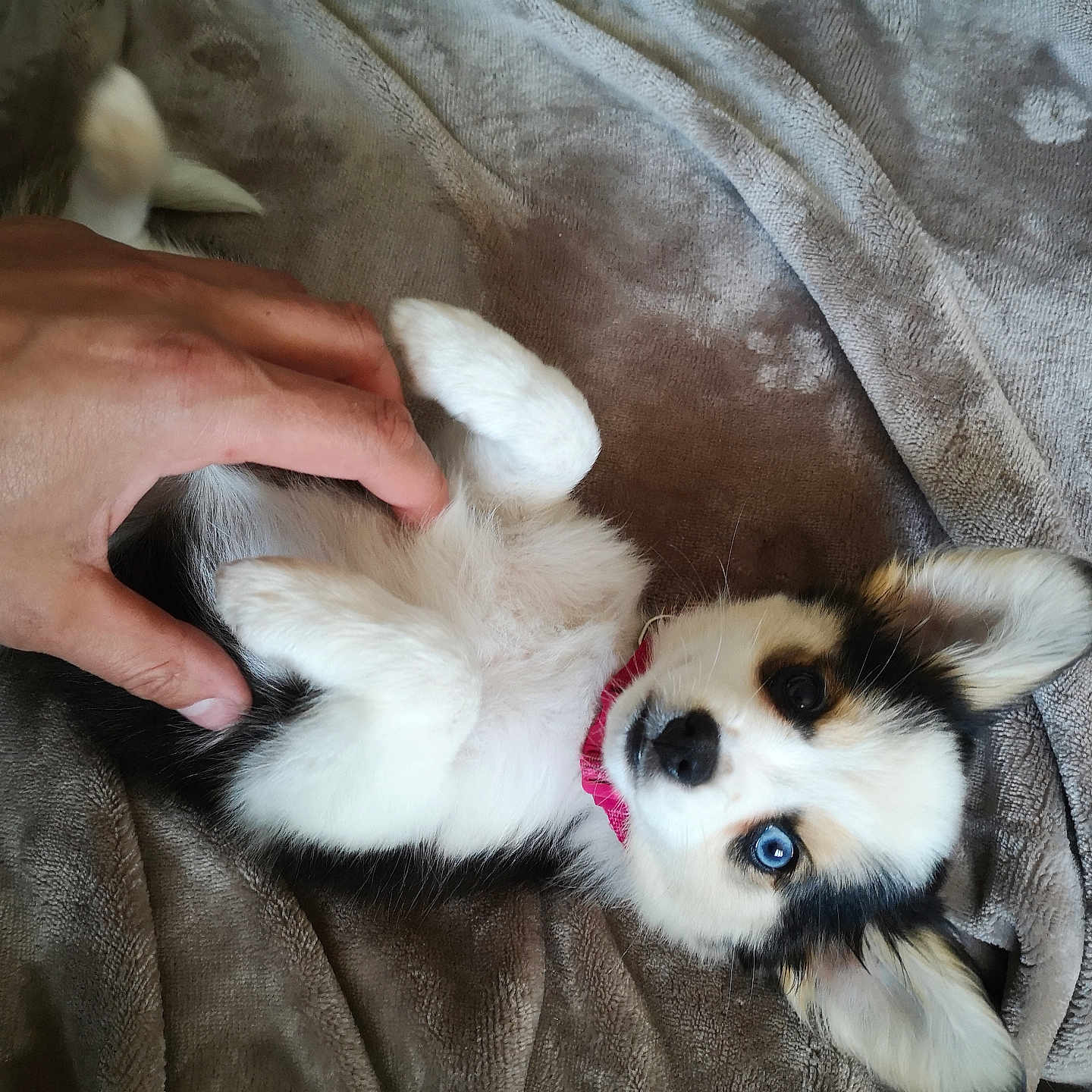 Freya participe au concours pour gagner de l'argent avec cette photo : animal, belly_rub, blanket, blue_eyes, collar, cozy, cute, dog, domestic_animal, ears, fur, hand, indoor, lying_down, pet, puppy, relaxed, soft, whiskers, young