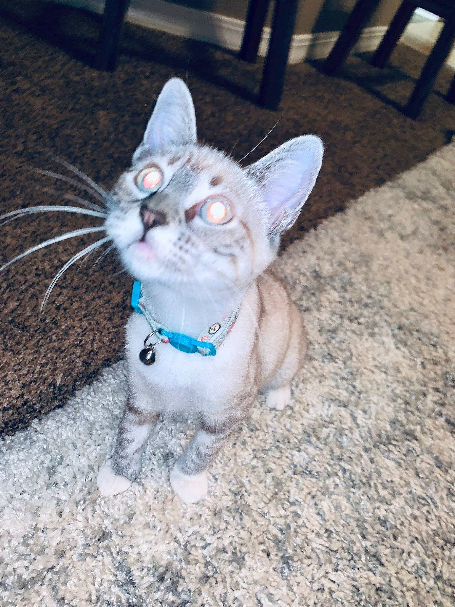 Hannah is registered to the contest to win money with this photo: canidae, carnivore, cat, claw, dog_breed, domestic_short_haired_cat, electric_blue, eye, fawn, felidae, fur, glasses, grass, head, paw, small_to_medium_sized_cats, snout, tail, terrestrial_animal, whiskers