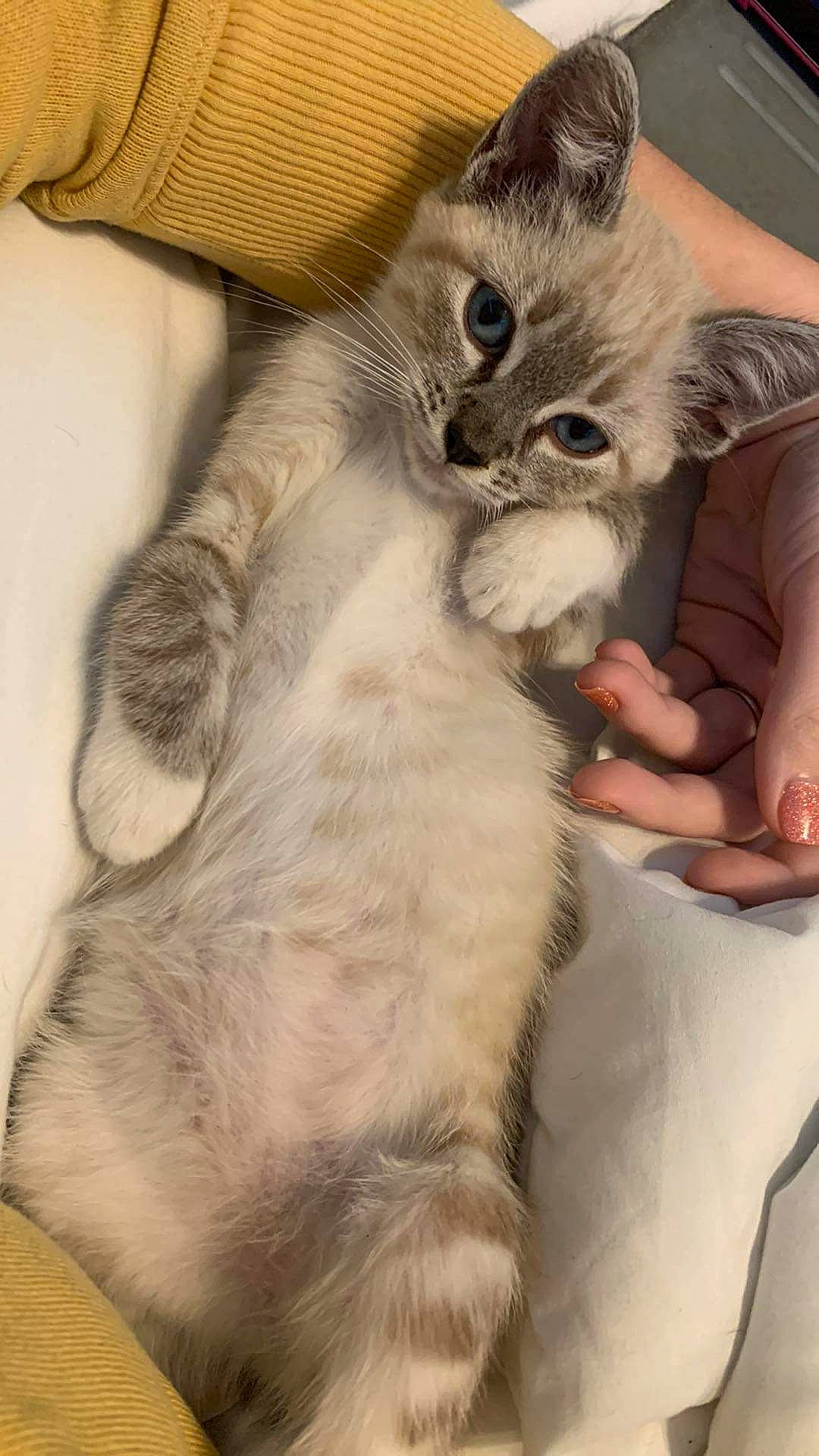 Hannah joined the competition — help win amazing prizes! balinese, carnivore, cat, cat_bed, cat_supply, claw, comfort, domestic_short_haired_cat, fawn, felidae, fur, gesture, paw, small_to_medium_sized_cats, snout, tail, thai, whiskers