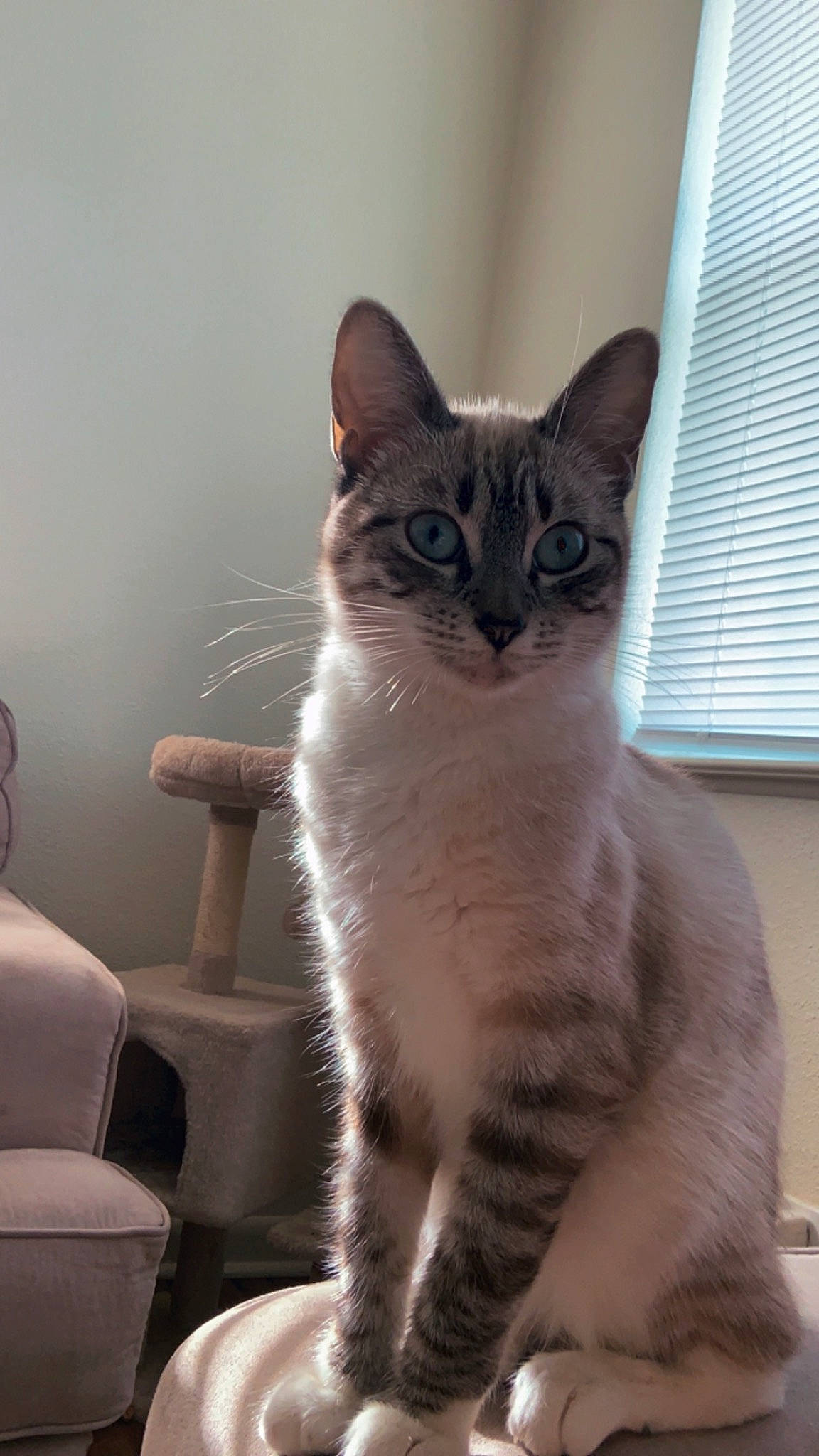 Hannah joined the competition — help win amazing prizes! carnivore, cat, chair, comfort, domestic_short_haired_cat, door, felidae, fur, paw, sitting, small_to_medium_sized_cats, snout, tail, terrestrial_animal, whiskers, window, window_blind, window_covering