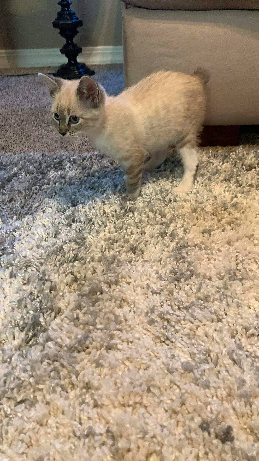 Hannah joined the competition — help win amazing prizes! carnivore, cat, fawn, felidae, flooring, fur, grass, siamese, small_to_medium_sized_cats, snout, soil, tail, terrestrial_animal, whiskers