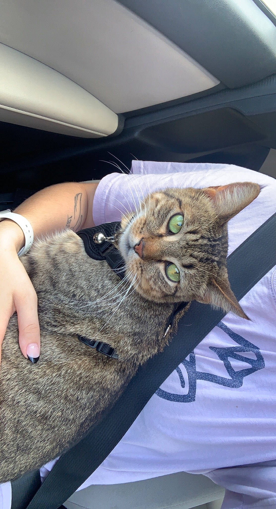 Fred is registered to the contest to win money with this photo: carnivore, cat, claw, comfort, domestic_short_haired_cat, fashion_accessory, fawn, felidae, finger, fur, gesture, hand, leg, mammal, plant, small_to_medium_sized_cats, tail, vehicle_door, whiskers, wrist