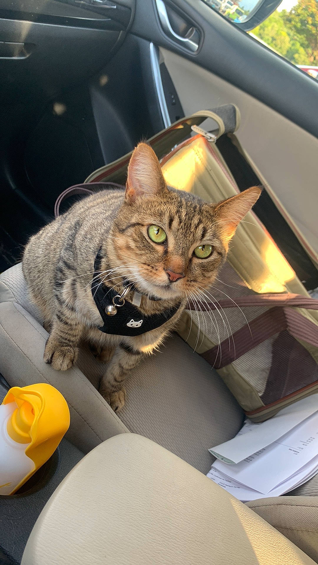 Fred is registered to the contest to win money with this photo: auto_part, automotive_design, automotive_exterior, automotive_lighting, bag, box, car_seat, carnivore, cat, comfort, domestic_short_haired_cat, felidae, fur, motor_vehicle, plant, small_to_medium_sized_cats, vehicle, vehicle_door, whiskers, window