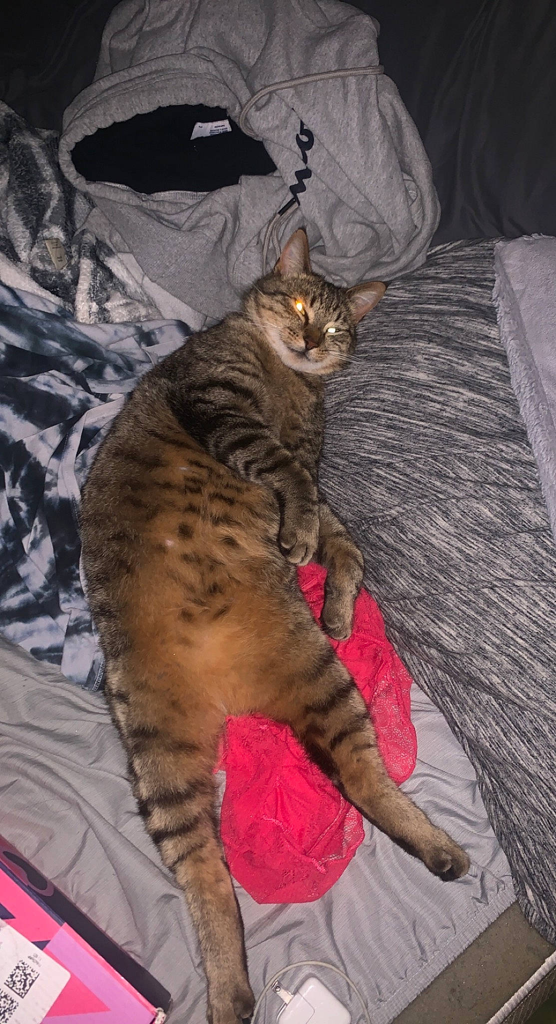 Fred joined the competition — help win amazing prizes! bed, big_cats, brown, carnivore, cat, claw, comfort, domestic_short_haired_cat, fawn, felidae, fur, grey, linens, nap, paw, small_to_medium_sized_cats, snout, tail, terrestrial_animal, whiskers