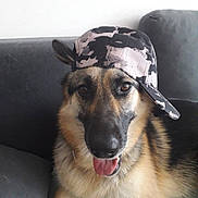 Leia participe au concours pour gagner de l'argent avec cette photo : dog, german_shepherd, cap, hat, camo, pet, animal, tongue_out, fur, ears, canine, sitting, indoor, couch, sofa, happy, playful, close_up, portrait, domestic_animal