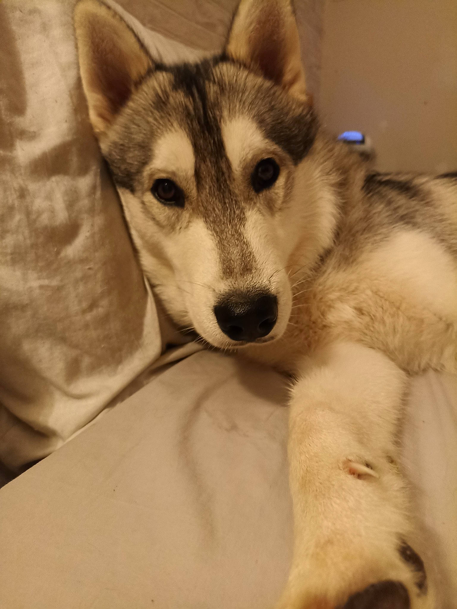 Rider participe au concours pour gagner de l'argent avec cette photo : canidae, canis, carnivore, comfort, companion_dog, dog, dog_breed, fawn, fur, jaw, paw, siberian_husky, sled_dog, snout, sporting_group, whiskers, wildlife, wolf, working_animal, working_dog