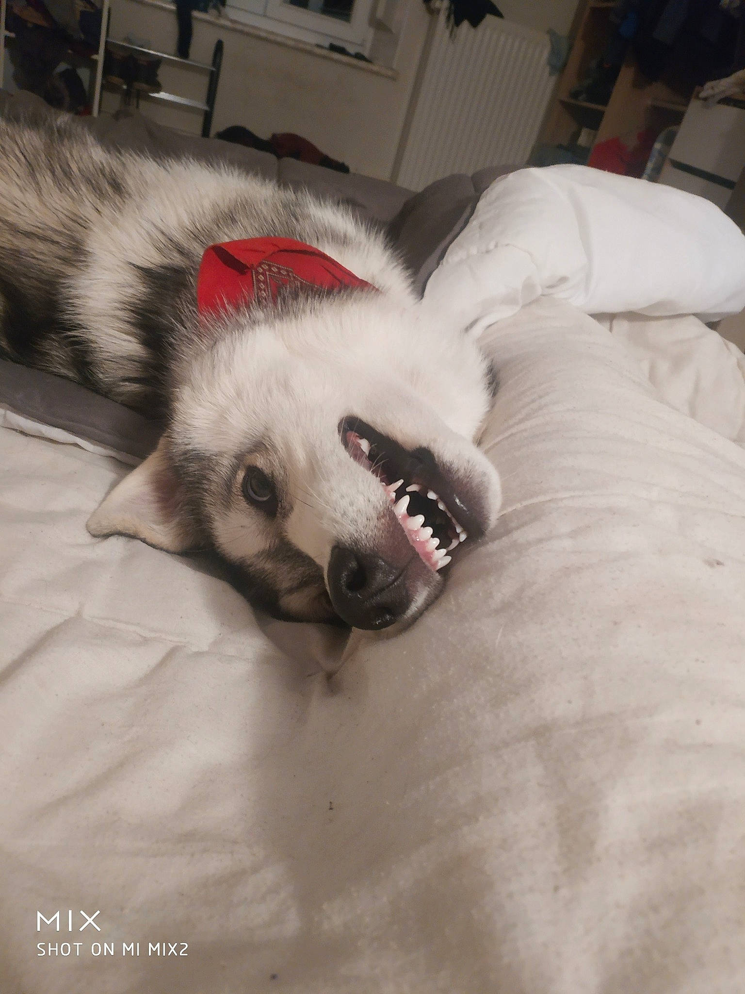 Rider a rejoint le concours — aidez-le/la à gagner de superbes lots ! canidae, carnivore, comfort, companion_dog, couch, dog, dog_breed, fang, felidae, foot, fur, jaw, nap, paw, small_to_medium_sized_cats, spitz, sporting_group, volpino_italiano, whiskers, yawn