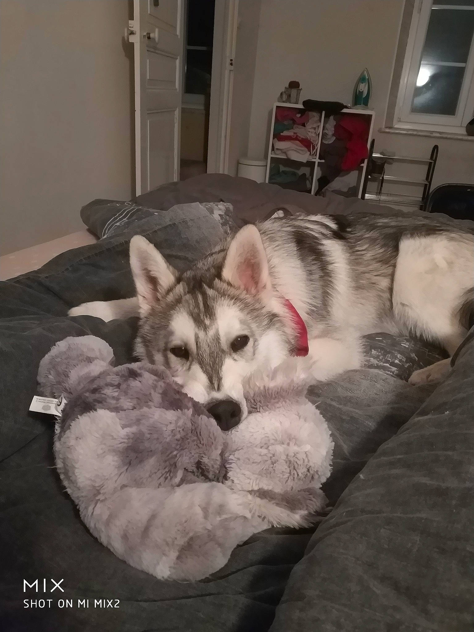 Rider a rejoint le concours — aidez-le/la à gagner de superbes lots ! canidae, canis, carnivore, comfort, companion_dog, couch, dog, dog_breed, felidae, fur, grey, paw, picture_frame, room, small_to_medium_sized_cats, snout, sporting_group, whiskers, wildlife, wolf