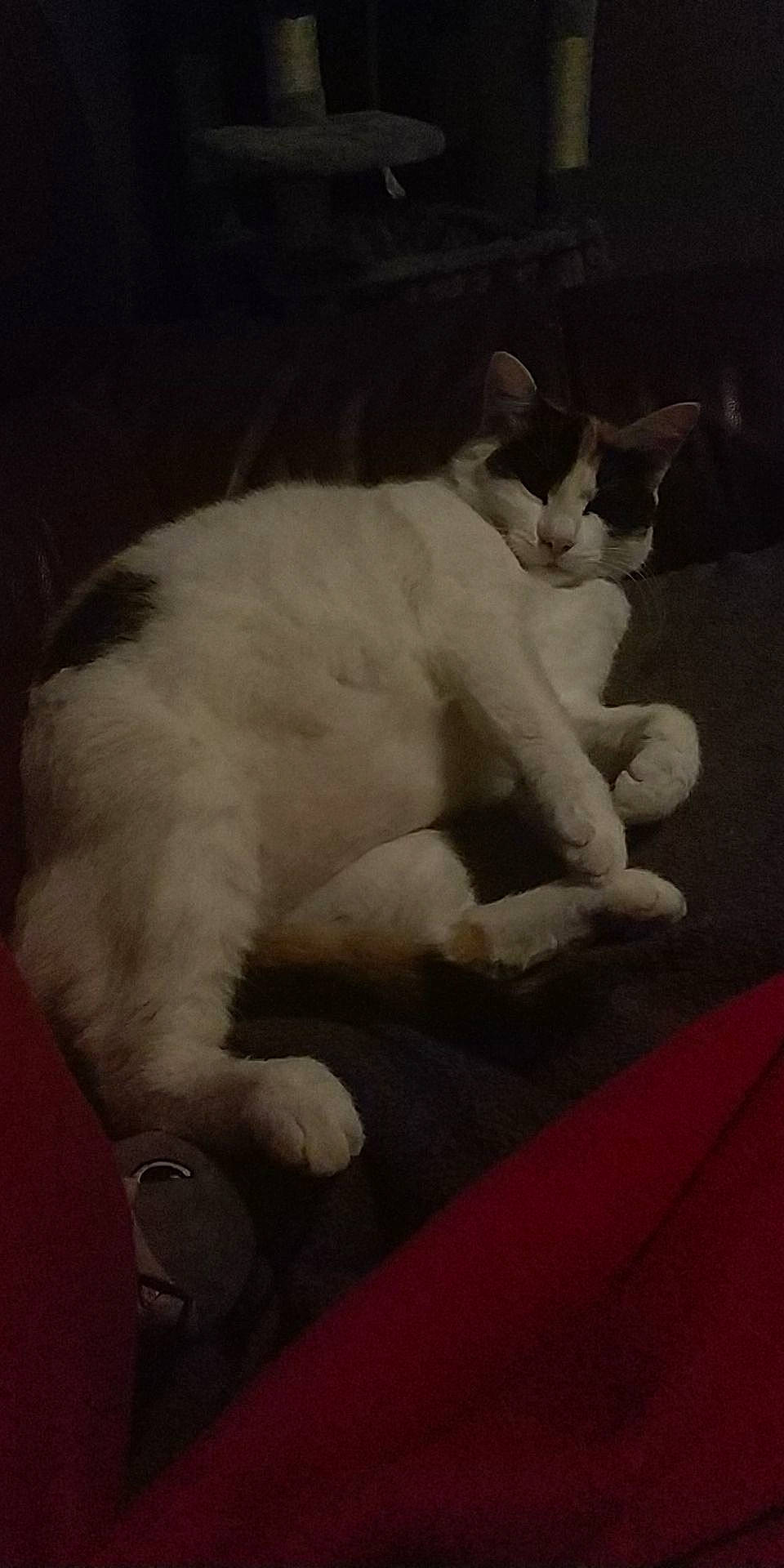 Chamallow participe au concours pour gagner de l'argent avec cette photo : carmine, carnivore, cat, claw, cloud, comfort, dog_breed, domestic_short_haired_cat, eye, fawn, felidae, foot, fur, paw, sky, small_to_medium_sized_cats, snout, tail, tints_and_shades, whiskers