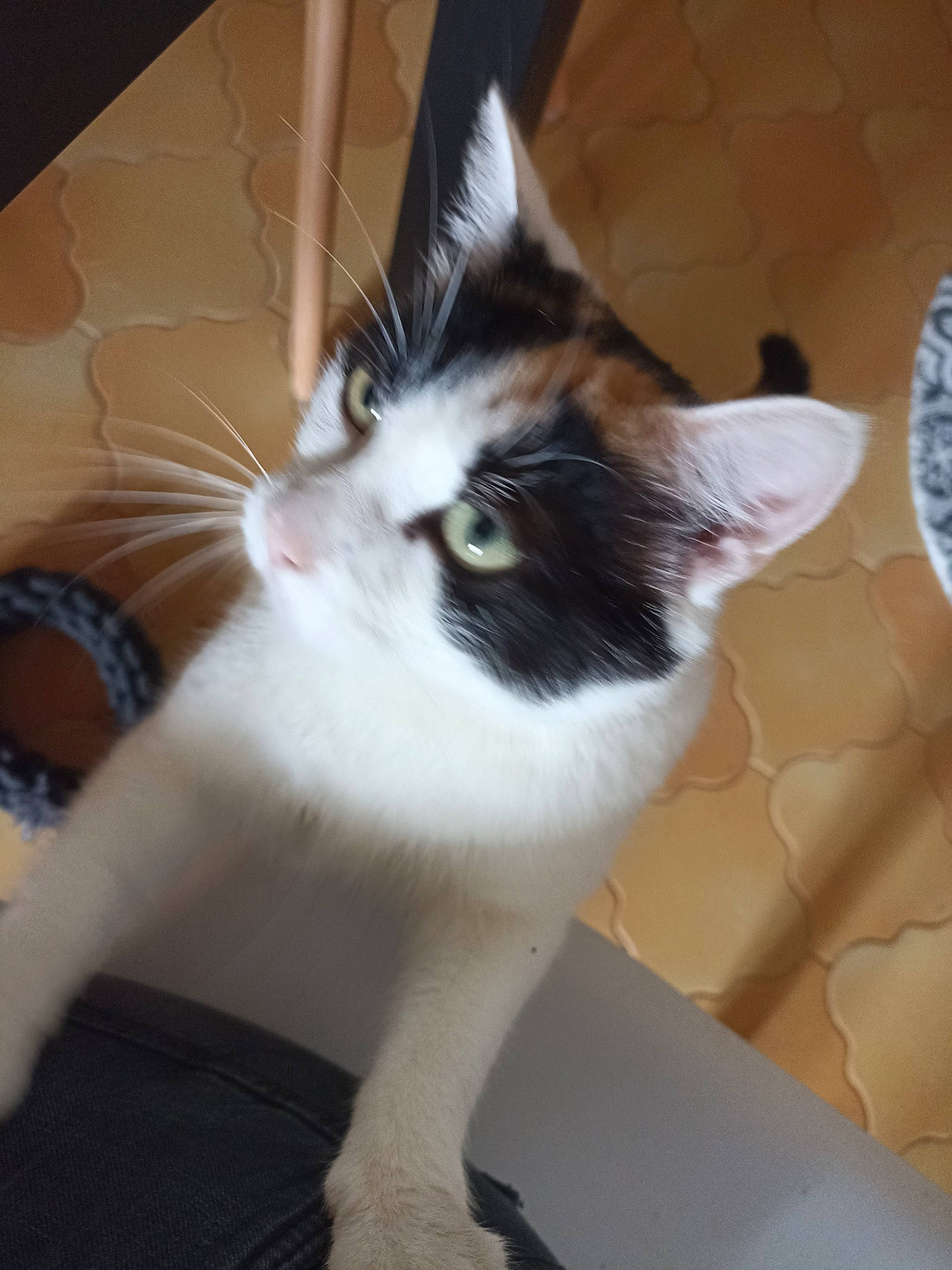 Chamallow participe au concours pour gagner de l'argent avec cette photo : carnivore, cat, ear, eye, fawn, felidae, flooring, fur, hair, hand, hardwood, head, human_body, leg, plant, small_to_medium_sized_cats, snout, tail, whiskers, wood