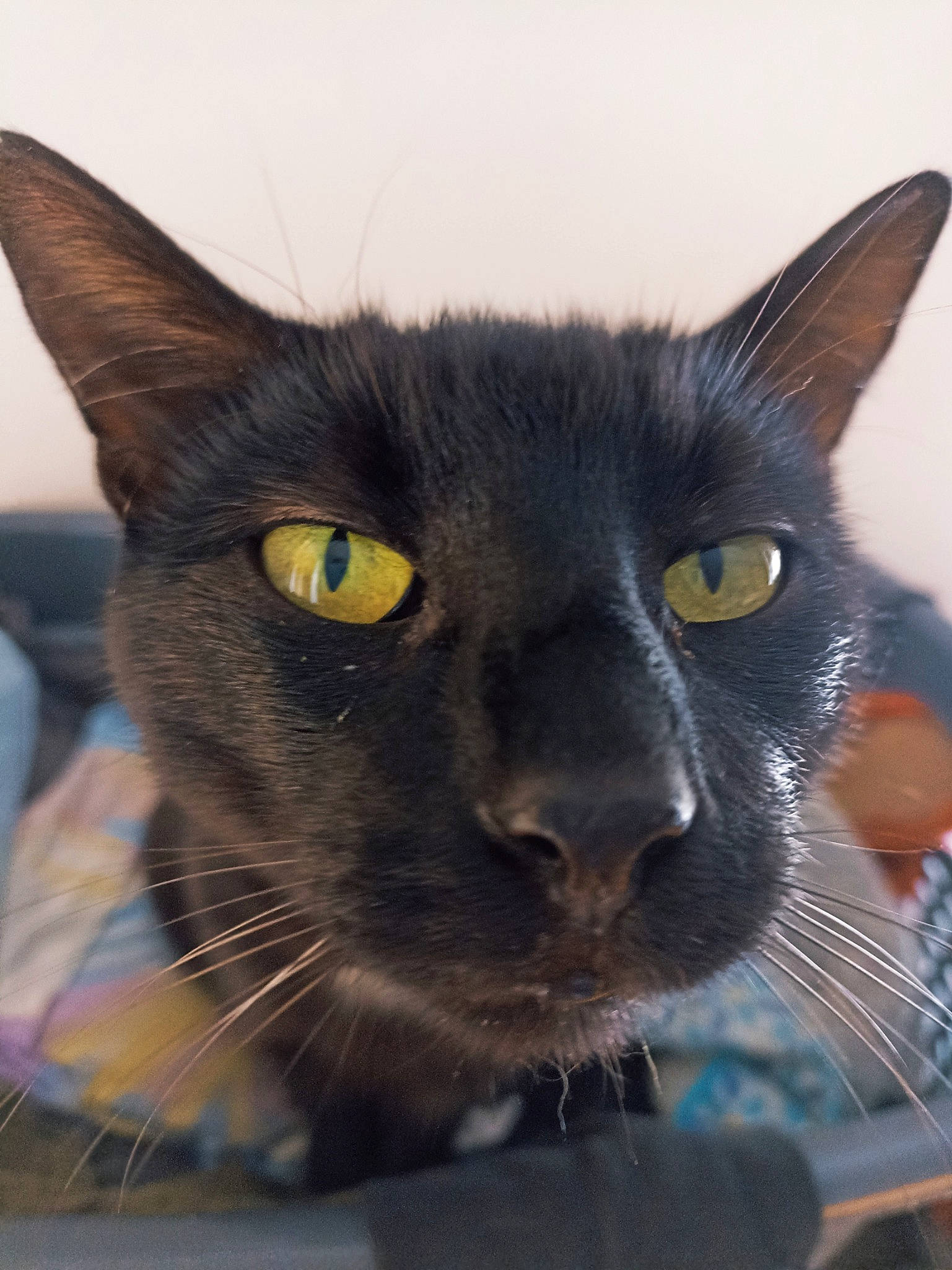 Lucifer participe au concours pour gagner de l'argent avec cette photo : black_cat, carnivore, cat, close_up, domestic_short_haired_cat, ear, electric_blue, eye, felidae, fur, havana_brown, head, human_body, iris, nose, pet_supply, small_to_medium_sized_cats, snout, terrestrial_animal, whiskers