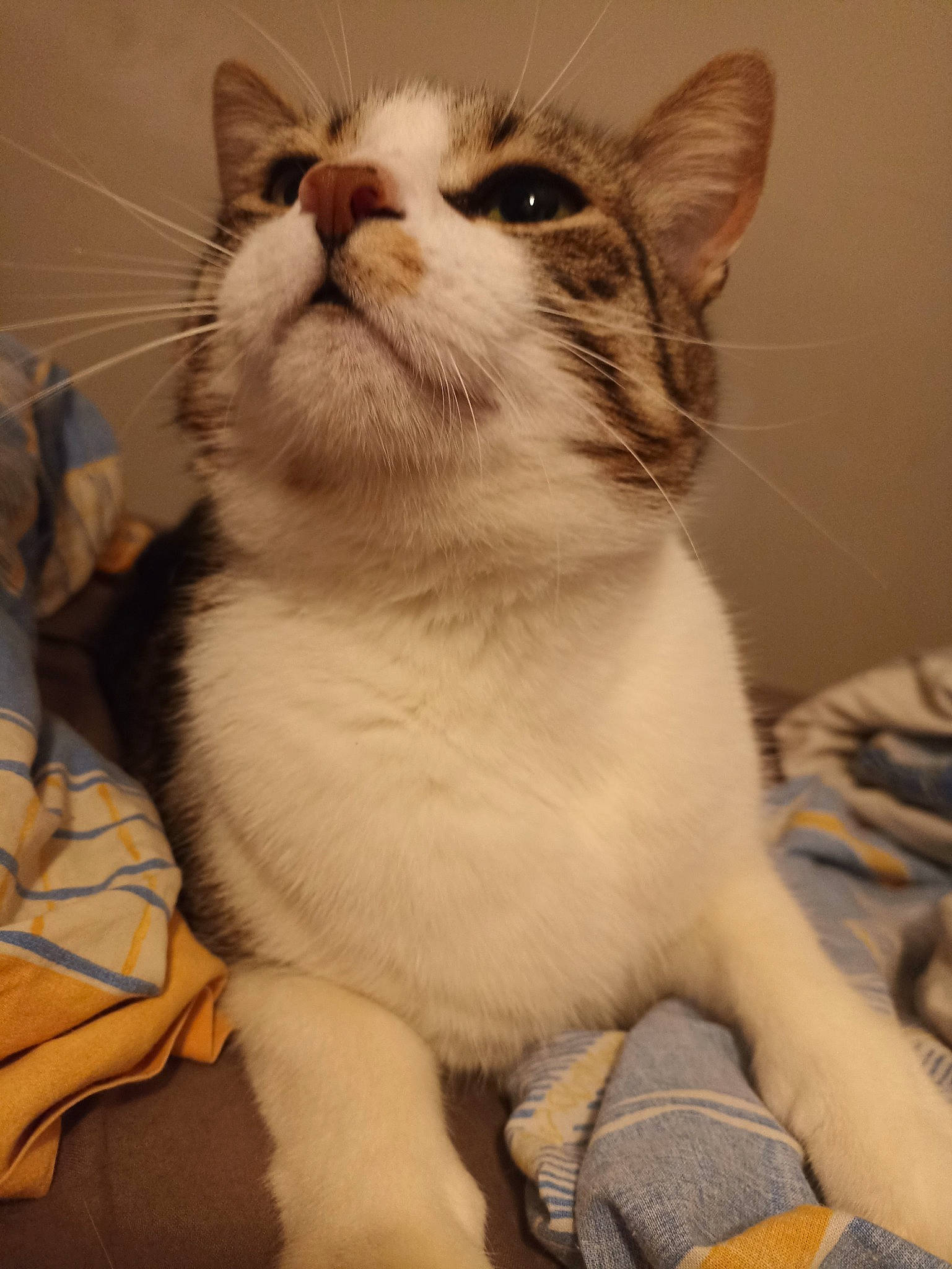 Mojito participe au concours pour gagner de l'argent avec cette photo : carnivore, cat, claw, domestic_short_haired_cat, door, fawn, felidae, fur, paw, pet_supply, small_to_medium_sized_cats, snout, tail, whiskers, window