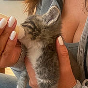Mishka is registered to the contest to win money with this photo: kitten, cat, bottle_feeding, hand, nails, person, casual_clothing, jeans, indoor, cozy, warm_light, fur, gray_and_white, small_pet, cute, tenderness, holding, close_up, domestic, comfort