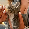 kitten, cat, bottle_feeding, hand, nails, person, casual_clothing, jeans, indoor, cozy, warm_light, fur, gray_and_white, small_pet, cute, tenderness, holding, close_up, domestic, comfort