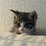Mishka is registered to the contest to win money with this photo: kitten, cat, pet, animal, fur, ears, eyes, cute, indoor, white, gray, texture, wall, closeup, portrait, young, small, curious, soft, feline