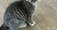 Mishka is registered to the contest to win money with this photo: kitten, cat, gray_cat, white_paws, fur, wooden_floor, pet, animal, cute, domestic_cat, indoor, small, young, curious, sitting, side_view, whiskers, ears, tail, feline