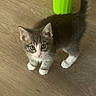 Mishka is registered to the contest to win money with this photo: kitten, cat, pet, animal, wooden_floor, curious, white_paws, gray_fur, indoor, young, cute, small, fur, whiskers, ears, tail, looking_up, domestic, mammal, playful