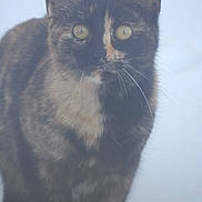 Pumpkin is registered to the contest to win money with this photo: animal, blurred_background, cat, close_up, curious, feline, fur, mammal, nose, outdoor, pet, portrait, sitting, snow, soft_light, staring, tortoiseshell, whiskers, winter, yellow_eyes