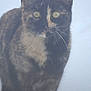 animal, blurred_background, cat, close_up, curious, feline, fur, mammal, nose, outdoor, pet, portrait, sitting, snow, soft_light, staring, tortoiseshell, whiskers, winter, yellow_eyes