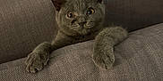 Donkey joined the competition — help win amazing prizes! cat, kitten, gray_cat, pet, animal, indoor, couch, furniture, curious, playful, paws, wide_eyes, cozy, home, texture, soft, domestic_animal, resting, cute, young