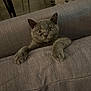 cat, kitten, gray_cat, pet, animal, indoor, couch, furniture, curious, playful, paws, wide_eyes, cozy, home, texture, soft, domestic_animal, resting, cute, young