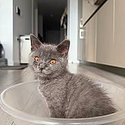 Donkey is registered to the contest to win money with this photo: kitten, gray_cat, plastic_bowl, floor, wooden_floor, amber_eyes, indoor, pet, feline, curious, sitting, close_up, young_cat, house, domestic_animal, cute, furry, whiskers, ears, portrait