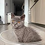 kitten, gray_cat, plastic_bowl, floor, wooden_floor, amber_eyes, indoor, pet, feline, curious, sitting, close_up, young_cat, house, domestic_animal, cute, furry, whiskers, ears, portrait