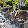 Donkey is registered to the contest to win money with this photo: kitten, gray_cat, harness, leash, balcony, plants, sunlight, shadow, wooden_floor, rug, outdoor, pet, young_cat, curious, feline, domestic_cat, side_view, greenery, daylight, exploring