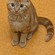 Noopy a rejoint le concours — aidez-le/la à gagner de superbes lots ! animal, cat, curious, cute, domestic_cat, ears, feline, floor, fur, ginger_cat, indoor, kitten, looking, pet, sitting, small, tabby, tail, whiskers, young