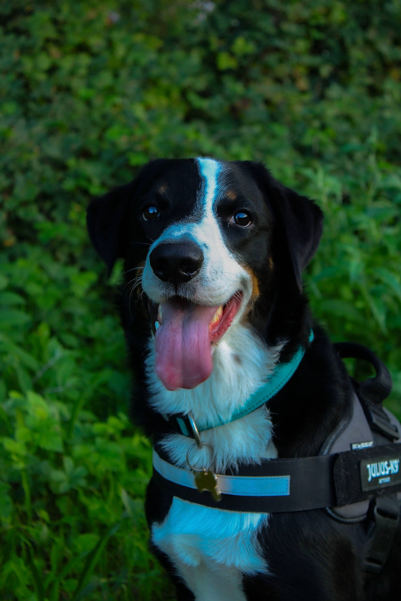 Rocco a rejoint le concours — aidez-le/la à gagner de superbes lots ! canidae, carnivore, collar, companion_dog, dog, dog_breed, dog_collar, dog_supply, electric_blue, grass, gun_dog, herding_dog, leash, plant, snout, sporting_group, terrestrial_plant, whiskers, working_animal, working_dog