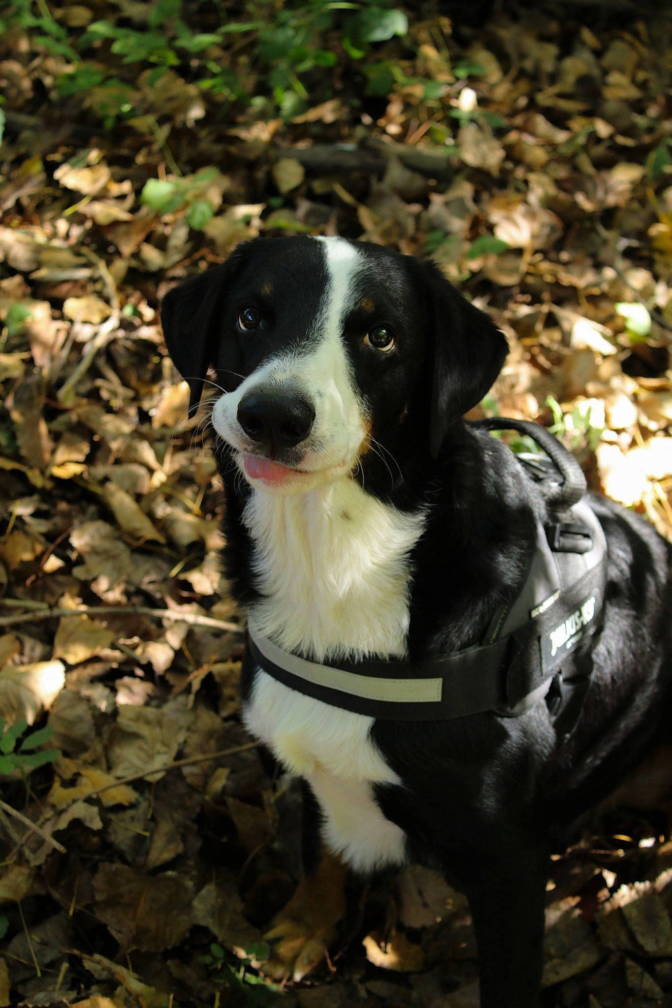 Rocco participe au concours pour gagner de l'argent avec cette photo : canidae, carnivore, companion_dog, dog, dog_breed, grass, gun_dog, hunting_dog, plant, snout, sporting_group, terrestrial_animal, whiskers, working_animal, working_dog