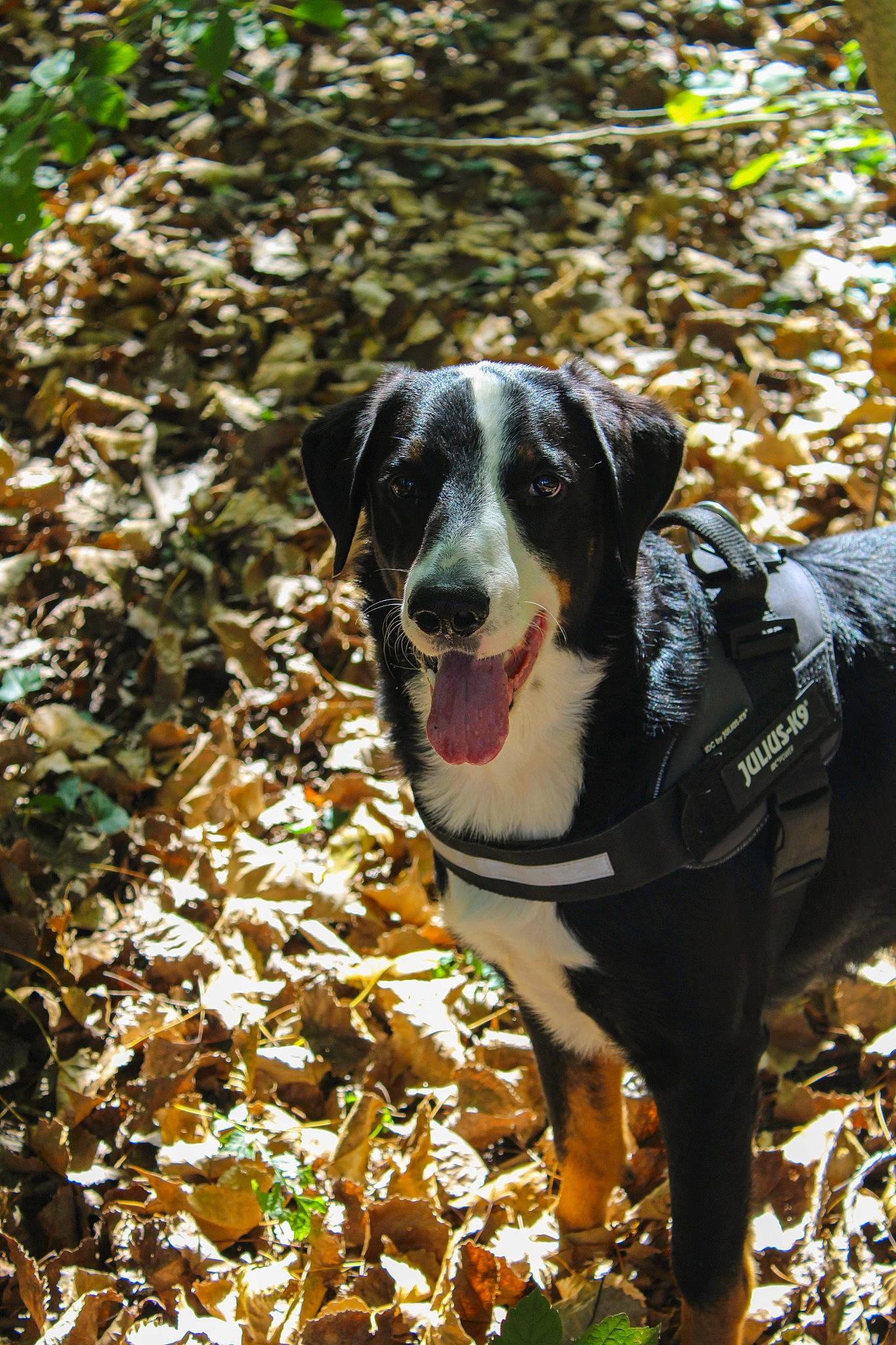 Rocco a rejoint le concours — aidez-le/la à gagner de superbes lots ! adventure, autumn, carnivore, collar, companion_dog, dog, dog_breed, dog_collar, grass, guard_dog, gun_dog, plant, snout, sporting_group, tree, twig, walking, winter, working_animal, working_dog