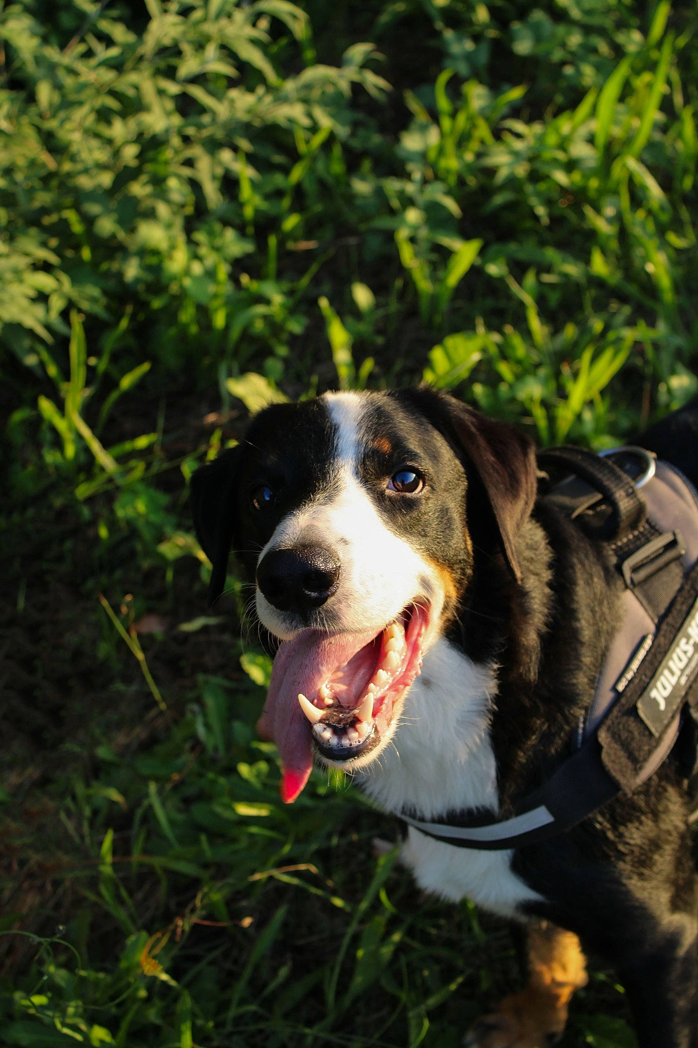 Rocco a rejoint le concours — aidez-le/la à gagner de superbes lots ! ball, carnivore, collar, companion_dog, dog, dog_breed, dog_collar, eye, fur, grass, gun_dog, herding_dog, plant, snout, sporting_group, terrestrial_plant, tree, whiskers, working_dog, yawn