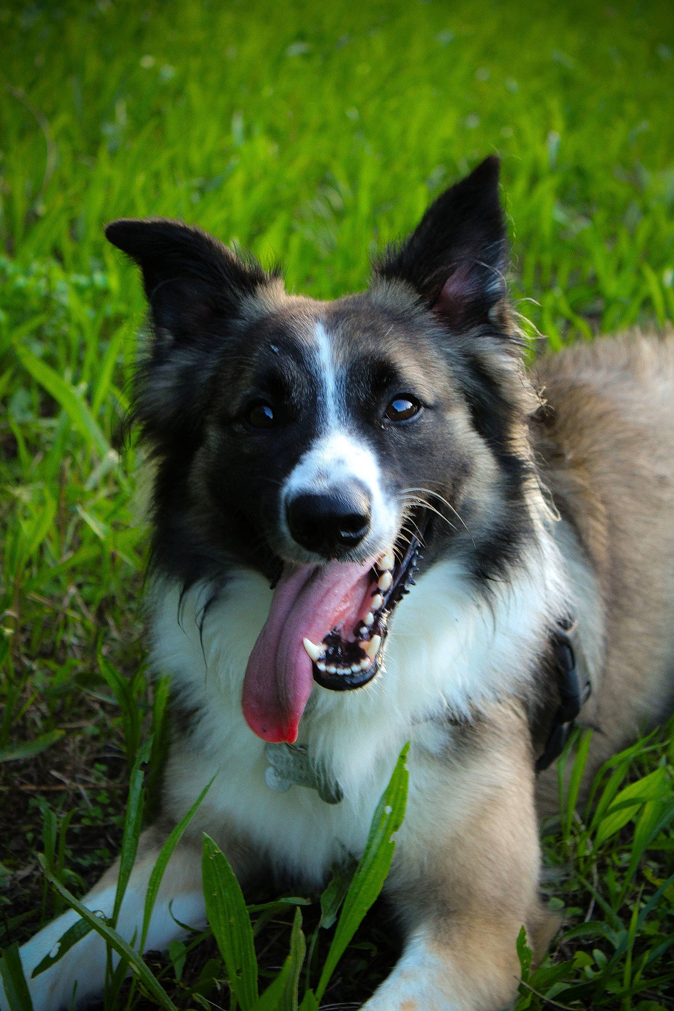 Baloo a rejoint le concours — aidez-le/la à gagner de superbes lots ! art, carnivore, companion_dog, dog, dog_breed, fang, grass, plant, snout, sporting_group, terrestrial_animal, whiskers, working_dog