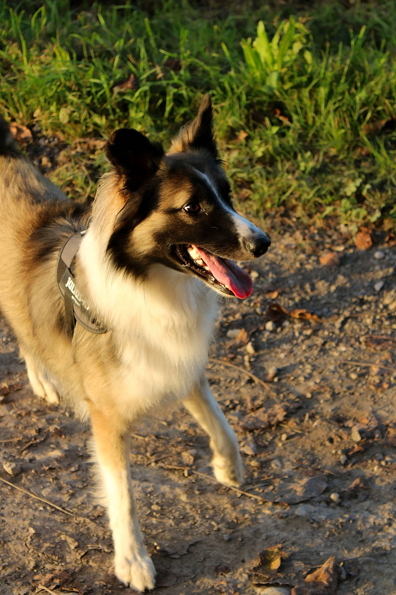 Baloo participe au concours pour gagner de l'argent avec cette photo : balance, biting, carnivore, companion_dog, dog, dog_breed, grass, plant, snout, soil, sporting_group, terrestrial_animal, working_animal, working_dog
