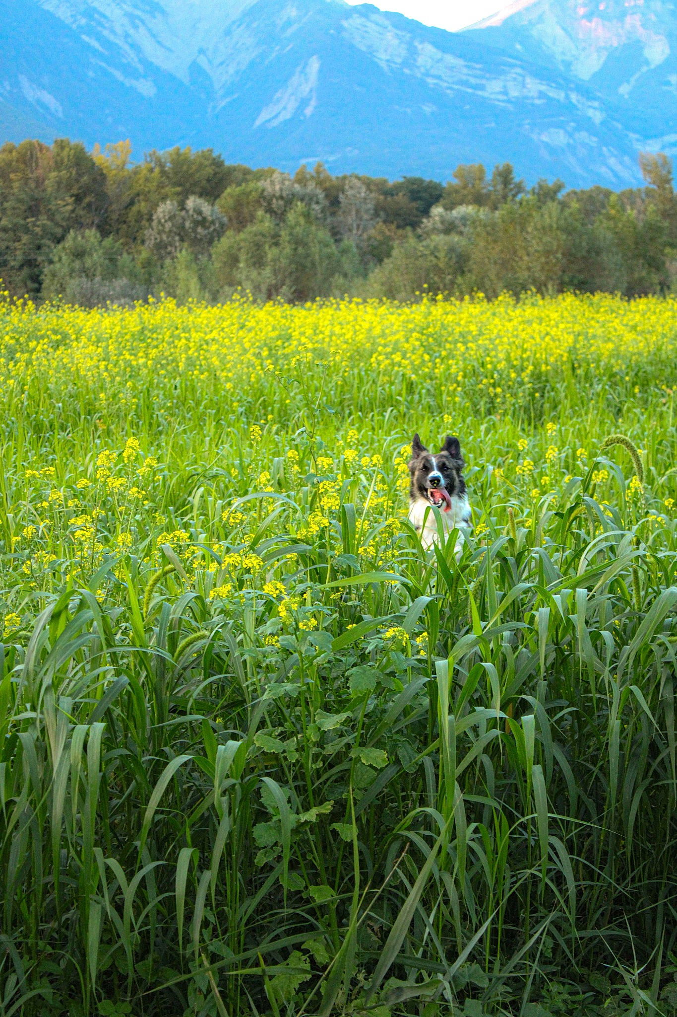 Baloo participe au concours pour gagner de l'argent avec cette photo : agriculture, ecoregion, flower, flowering_plant, grass, grass_family, grassland, groundcover, land_lot, meadow, mountain, natural_landscape, people_in_nature, plain, plant, plant_community, sky, terrestrial_plant, tree, vegetation