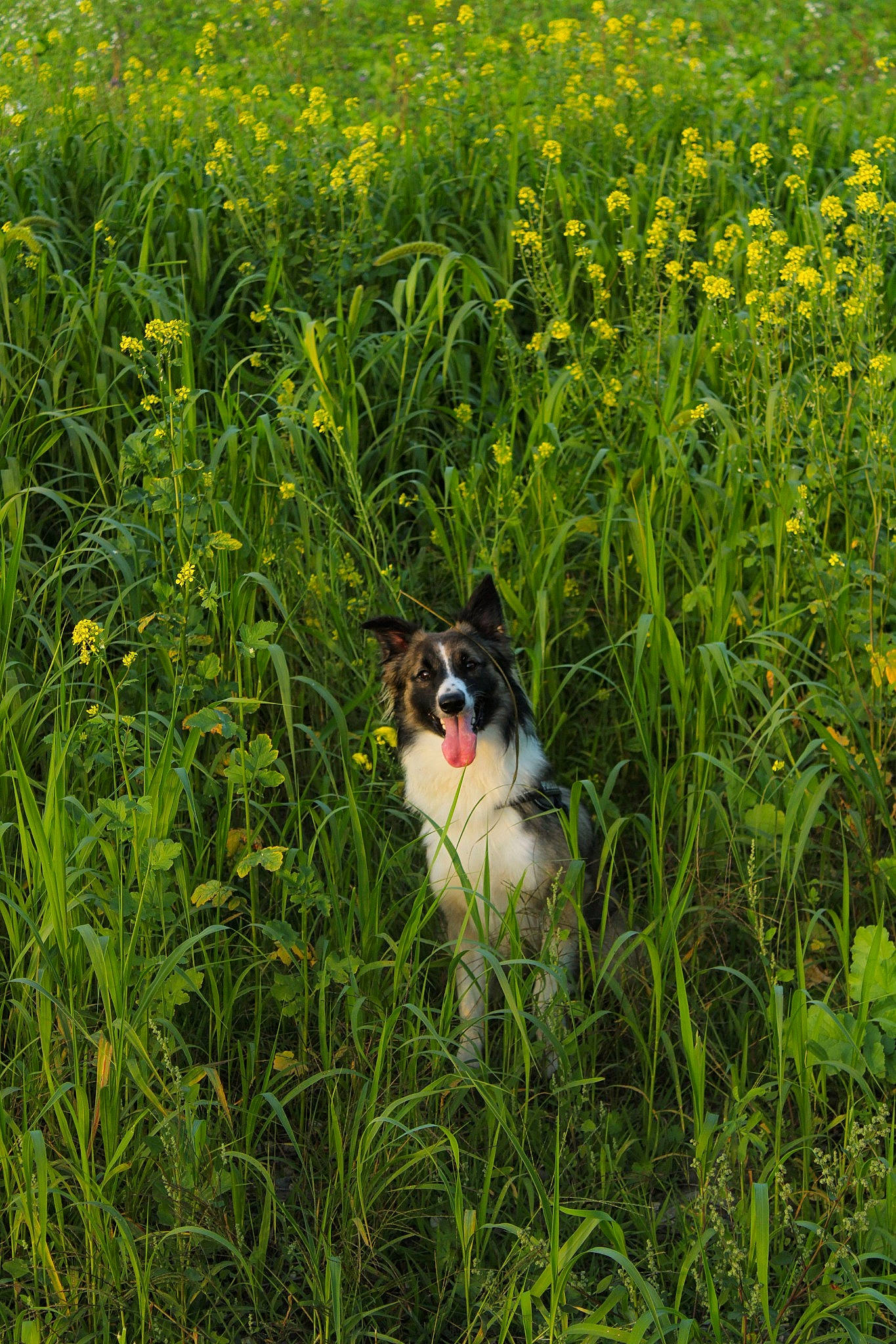 Baloo participe au concours pour gagner de l'argent avec cette photo : agriculture, carnivore, companion_dog, dog, dog_breed, field, flower, flowering_plant, grass, grassland, groundcover, herbaceous_plant, meadow, natural_landscape, pasture, people_in_nature, plant, prairie, shrub, sporting_group