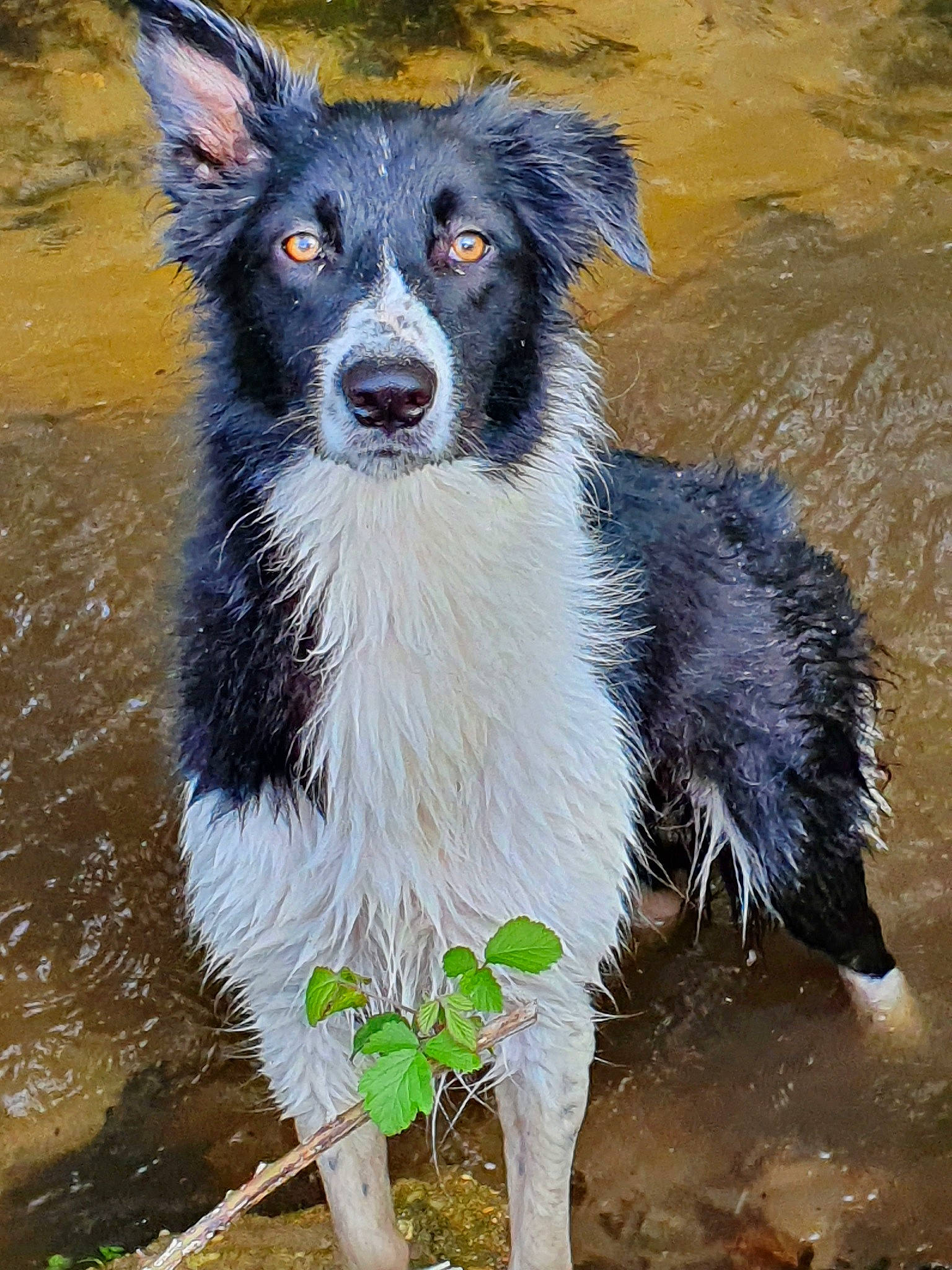 Pepsy a rejoint le concours — aidez-le/la à gagner de superbes lots ! australian_collie, border_collie, canidae, carnivore, dog, dog_breed, english_shepherd, herding_dog, koolie, mammal, mcnab, rare_breed_dog, sporting_group, stabyhoun, vertebrate, welsh_sheepdog, working_dog