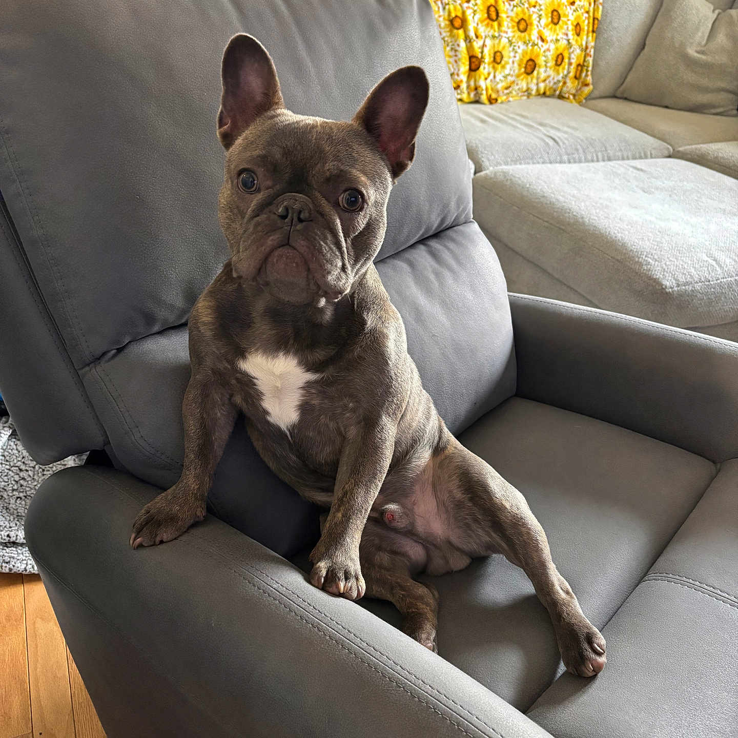 Milo is registered to the contest to win money with this photo: animal, architecture, armchair, building, bulldog, canine, chair, couch, cushion, dog, frenchbulldog, furniture, homedecor, indoors, interiordesign, livingroom, pet, pillow, pitbull, puppy
