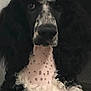 dog, black_and_white, curly_fur, close_up, pet, indoor, animal, portrait, canine, spotted_skin, fur_texture, looking_at_camera, calm, domestic_animal, face, ears, snout, black_nose, white_fur, background