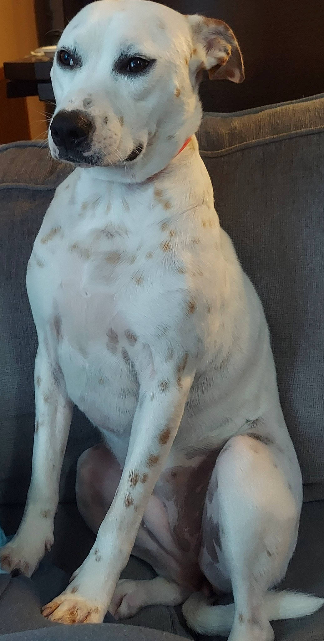 Baby Girl is registered to the contest to win money with this photo: canidae, carnivore, collar, companion_dog, dog, dog_breed, fawn, fender, fur, head, metal, paw, polar_bear, snout, sporting_group, tail, terrestrial_animal, tire, whiskers, working_animal