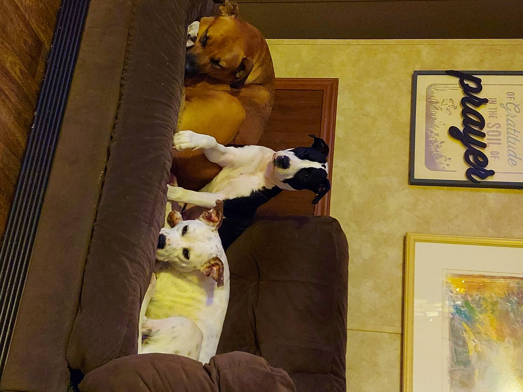 Button joined the competition — help win amazing prizes! art, collection, comfort, companion_dog, fawn, felidae, fur, paint, painting, picture_frame, room, sculpture, small_to_medium_sized_cats, statue, stuffed_toy, tourist_attraction, visual_arts, wood, yellow