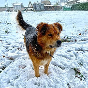 Milka a rejoint le concours — aidez-le/la à gagner de superbes lots ! dog, snow, outdoor, winter, fur, playground, backyard, tree, house, grass, cold, pet, animal, snowfall, nature, daylight, tail, ears, collar, landscape