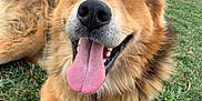 Milka participe au concours pour gagner de l'argent avec cette photo : dog, tongue, grass, paw, footwear, sneakers, happy, outdoor, pet, canine, collar, fur, playful, relaxed, person, backyard, nature, smiling, closeup, animal