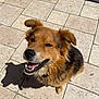 Milka participe au concours pour gagner de l'argent avec cette photo : dog, happy, smiling, outdoor, sunlight, shadow, fur, ears, tongue, pet, canine, collar, looking_up, tile_floor, playful, closeup, brown, black, cute, animal