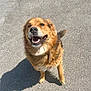 Milka a rejoint le concours — aidez-le/la à gagner de superbes lots ! dog, smiling, outdoor, sunlight, shadow, fur, pet, canine, happy, standing, brown, medium_sized, collar, daylight, pavement, closeup, looking_up, tongue, ears, tail