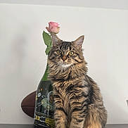 Appy a rejoint le concours — aidez-le/la à gagner de superbes lots ! cat, tabby_cat, fluffy_fur, rose, flower, bottle, indoor, table, feline, pet, striped, whiskers, ears, curious, sitting, brown, green_eyes, decor, still_life, cute