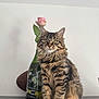 cat, tabby_cat, fluffy_fur, rose, flower, bottle, indoor, table, feline, pet, striped, whiskers, ears, curious, sitting, brown, green_eyes, decor, still_life, cute