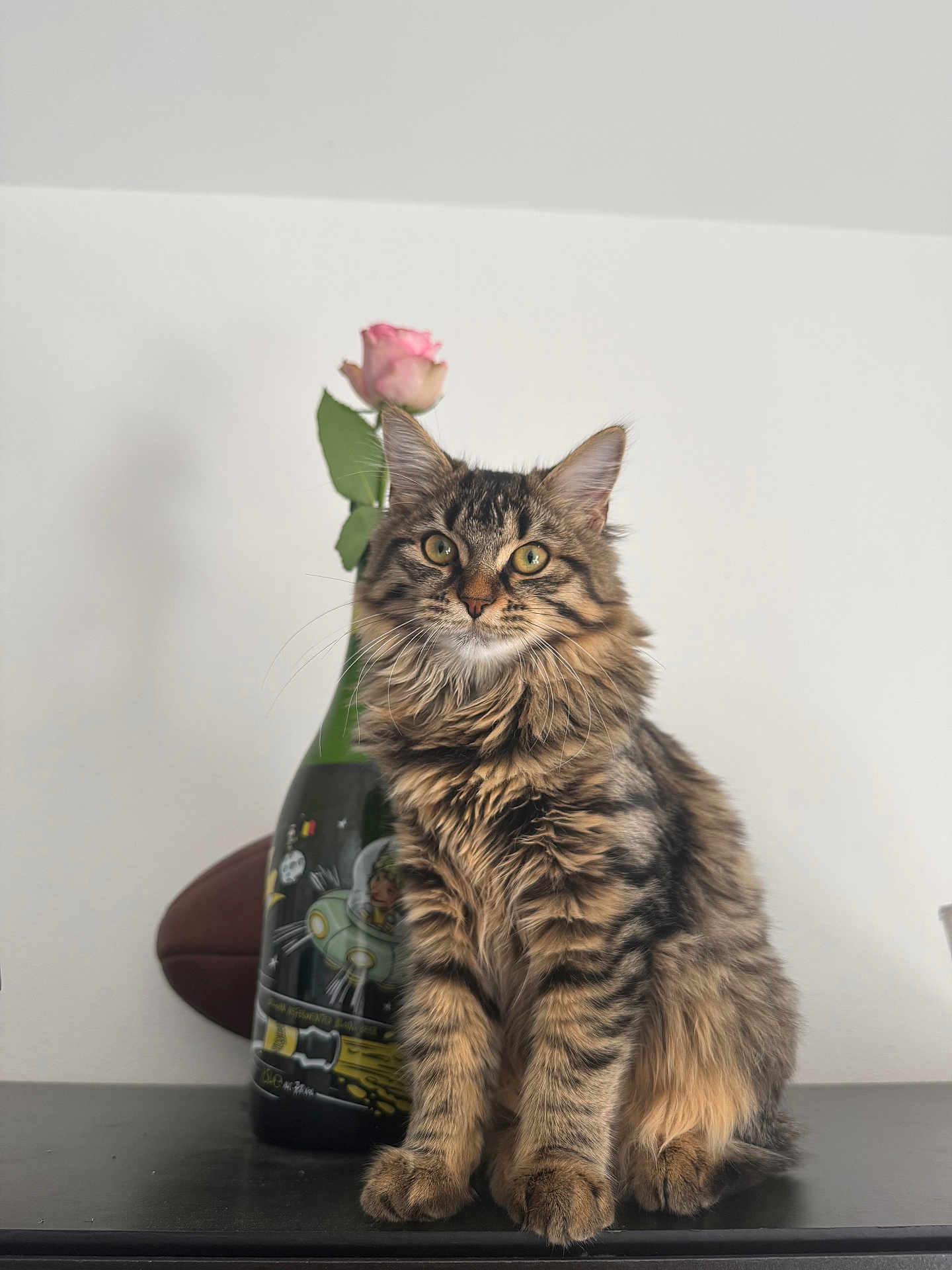 Appy a rejoint le concours — aidez-le/la à gagner de superbes lots ! cat, tabby_cat, fluffy_fur, rose, flower, bottle, indoor, table, feline, pet, striped, whiskers, ears, curious, sitting, brown, green_eyes, decor, still_life, cute