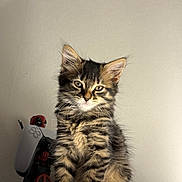 Appy participe au concours pour gagner de l'argent avec cette photo : animal, background, cat, cute, deadpool_figurine, ears, feline, fur, indoor, kitten, pet, playstation_controller, portrait, sitting, small, tabby, toy, wall, whiskers, wooden_surface